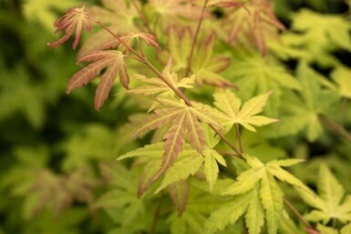 Acer palmatum 'Orange Dream' arbuste 40-60 cm