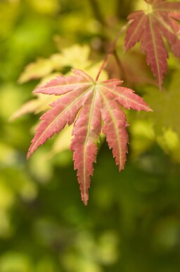 Acer palmatum 'Orange Dream' arbuste 40-60 cm