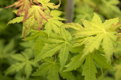 Acer palmatum 'Orange Dream' arbuste 80-100 cm