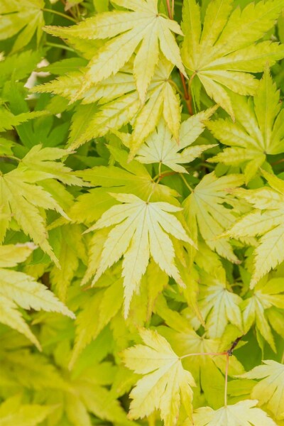 Acer palmatum 'Orange Dream' arbuste 100-125 cm