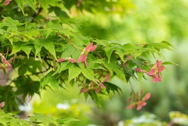 Acer palmatum 'Osakazuki' arbuste 60-80 cm
