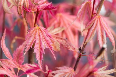 Acer palmatum 'Phoenix' arbuste 80-100 cm