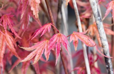 Acer palmatum 'Phoenix' arbuste 80-100 cm