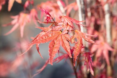 Acer palmatum 'Phoenix' arbuste 80-100 cm