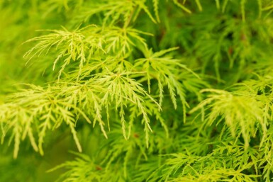 Acer palmatum 'Seiryu' arbuste 125-150 cm