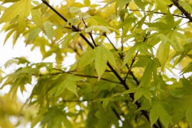 Acer palmatum 'Summer Gold' arbuste 60-80 cm