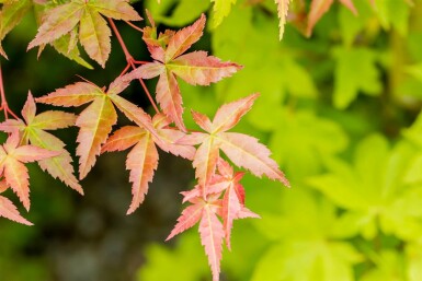 Acer palmatum 'Summer Gold' arbuste 80-100 cm