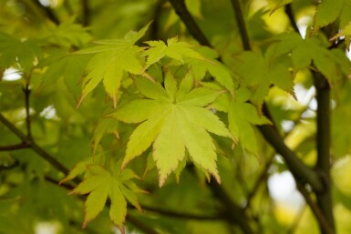 Acer palmatum 'Summer Gold' arbuste 100-125 cm