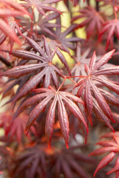 Acer palmatum 'Trompenburg' arbuste 60-80 cm