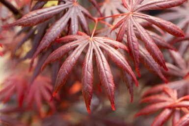 Acer palmatum 'Trompenburg' arbuste 60-80 cm