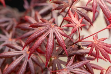 Acer palmatum 'Trompenburg' arbuste 100-125 cm