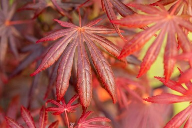 Acer palmatum 'Trompenburg' arbuste 150-175 cm
