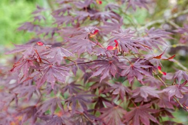 Acer palmatum 'Trompenburg' arbuste 150-175 cm