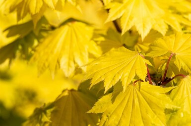 Acer shirasawanum 'Aureum' arbuste 40-50 cm