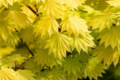 Acer shirasawanum 'Aureum' arbuste 40-50 cm