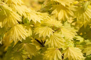 Acer shirasawanum 'Aureum' arbuste 100-125 cm