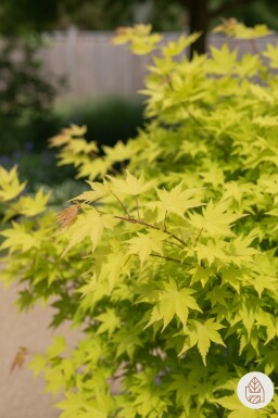 Acer shirasawanum 'Jordan' arbuste 50-60 cm
