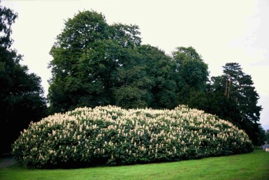 Aesculus parviflora arbuste 100-125 cm