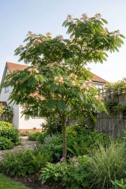 Albizia julibrissin tuteuré 60-80 cm