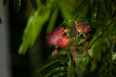 Albizia julibrissin 'Ombrella' arbuste 100-125 cm