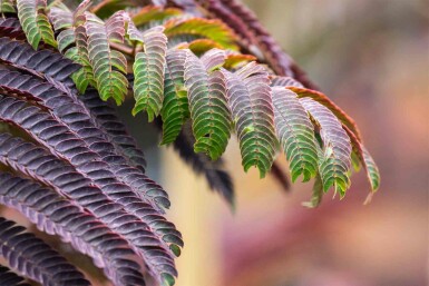 Albizia julibrissin 'Summer Chocolate' arbuste 60-80 cm