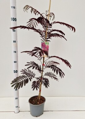 Albizia julibrissin 'Summer Chocolate' arbuste 60-80 cm