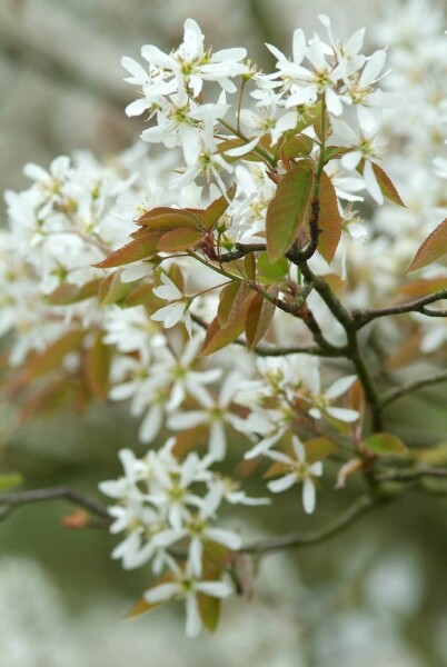Amelanchier lamarckii arbuste 125-150 cm