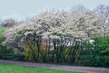 Amelanchier lamarckii arbuste 150-175 cm