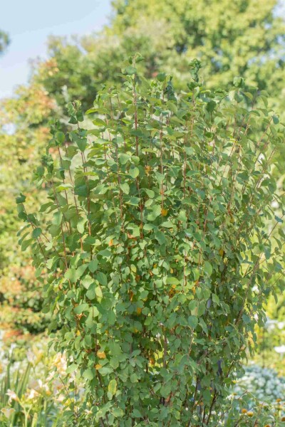 Amelanchier alnifolia 'Obelisk' arbuste 40-50 cm