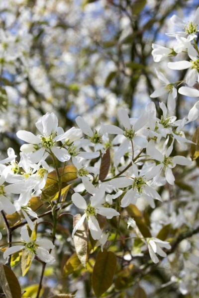 Amelanchier spicata arbuste 100-125 cm
