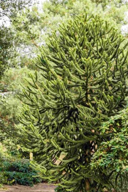 Araucaria araucana arbuste 60-70 cm