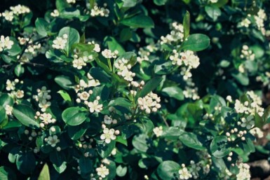 Aronia melanocarpa arbuste 40-60 cm