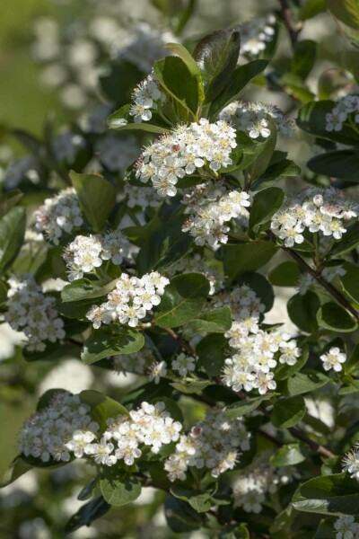 Aronia prunifolia 'Viking' arbuste 20-25 cm