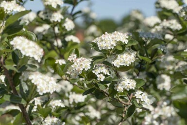 Aronia prunifolia 'Viking' arbuste 20-25 cm