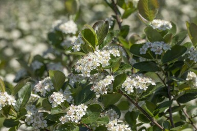Aronia prunifolia 'Viking' arbuste 20-25 cm