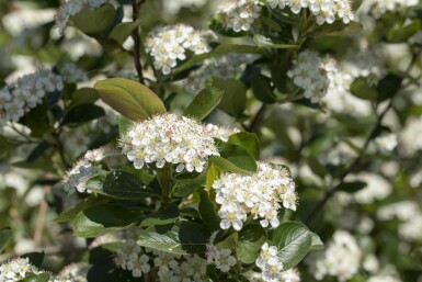 Aronia prunifolia 'Viking' arbuste 80-100 cm