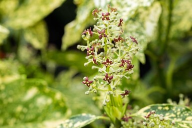 Aucuba japonica 'Crotonifolia' arbuste 60-80 cm