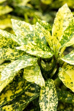 Aucune image disponible