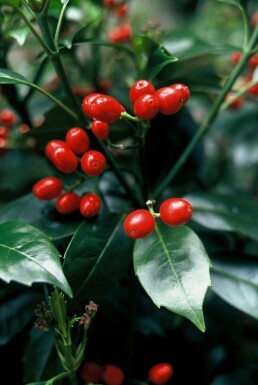 Aucuba japonica 'Rozannie' arbuste 60-80 cm