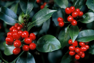 Aucuba japonica 'Rozannie' arbuste 60-80 cm