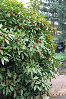 Aucuba japonica 'Variegata' arbuste 25-30 cm