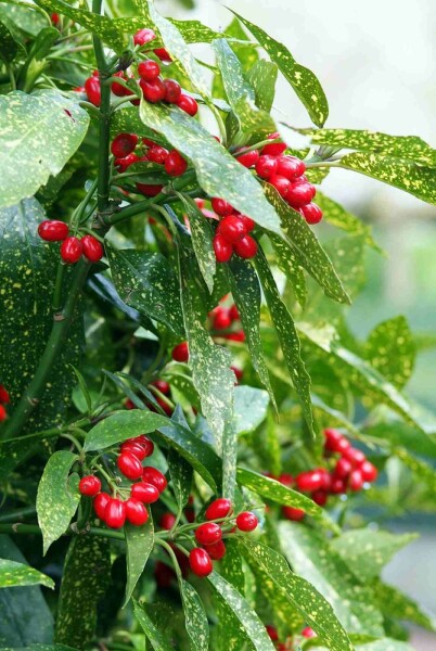 Aucuba japonica 'Variegata' arbuste 40-45 cm