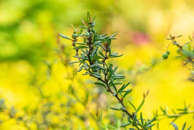 Berberis stenophylla arbuste 40-50 cm
