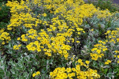 Brachyglottis 'Sunshine' arbuste 30-40 cm