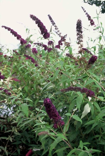 Buddleja davidii 'Black Knight' arbuste 40-60 cm
