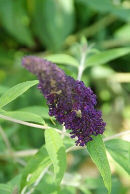 Buddleja davidii 'Black Knight' arbuste 100-125 cm