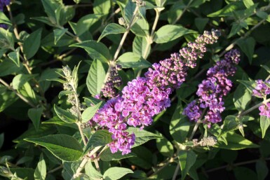Buddleja davidii 'Blue Chip' arbuste 40-50 cm