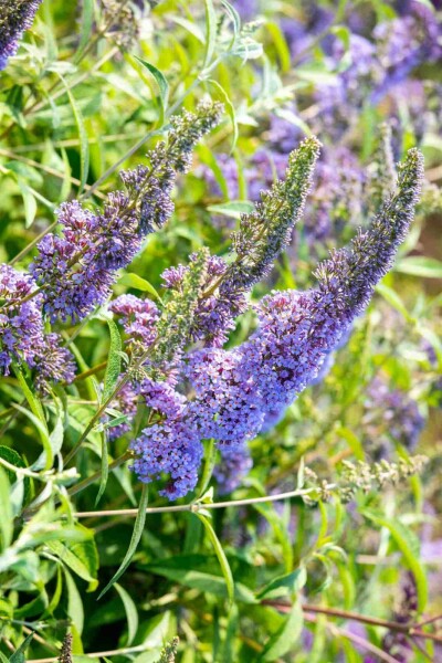 Buddleja davidii 'Empire Blue' arbuste 45-50 cm