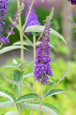 Buddleja davidii 'Empire Blue' arbuste 60-80 cm