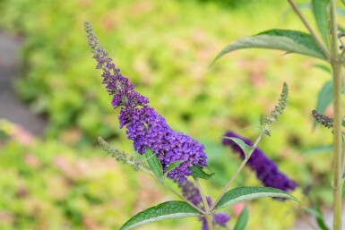 Buddleja davidii 'Empire Blue' arbuste 60-80 cm